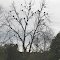A Murder of Crows Perched in a in Tree, Spies Road, Freedom Township, Michigan
