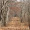 A trail in Woods in Lost  Nation State Game Area