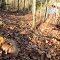 Giant puffball in the woods of Lost Nation State Game Area