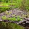 Beaver Dam II