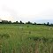Horses and a Goat Grazing in a Field, 6751 Spencer Road, Northfield Township, Michigan