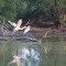 Sandhill and White Cranes on a Pond, Warren Road @ Nixon Road, Ann Arbor Township, Michigan