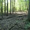 Dried wood bed (Northfield Woods Preserve)