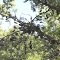 South Lyon High School Shoe Tree, Spencer Road, South Lyon, Michigan