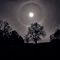 Full moon over Charleston Cemetery.