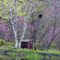 Along Mill Race - Litchfield, MI