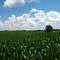 Weil Dairy Farm -- cornfield in summer
