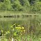 Flowers on Algoe Lake