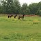 Horses in a Field at Showcase Stables, 7447 Pontiac Trail, Salem Township, Michigan