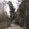 Chestnut Ridge Road Flagged Tree