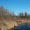 Tamarak trees at Bankers Lake
