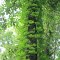 A tree and ivies growing upto the sky (Hidden Lake Gardens)