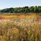 A Sea of Goldenrod / Das Meer der Goldraute