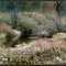 The still water / Das stille Wasser