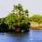 Tree in Boomer Lake, Stillwater, Oklahoma