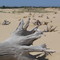 The dead forests after dune moving in Silver Lake Dunes