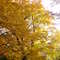 back yard in the fall