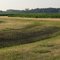 Corn Fields ~ Allegan County, Michigan
