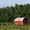 Barn at Tree Farm ~ Ganges, Michigan
