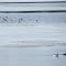Buffleheads on Hutchins Lake