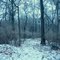 Black Forest Woods