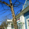 A holey tree in front of the Blue Owl