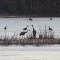 Birds on frozen Forked Lake (Crane Pond State Game Area)