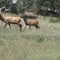 Elks 02