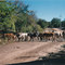 Vacas de El Rancho Viejo