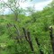 Las Blancas, Sinaloa de Leyva