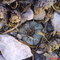Peyote