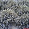 Plantas Del Desierto Chihuahuense