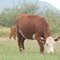 Vaquilla Hereford Legend 242
