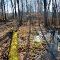 A brook in Murphy Lake State Game Area