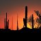 Amanecer en el valle de los Cirios