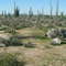Stone Garden