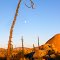 Moonrise in the Central Desert