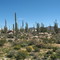 Valle de Los Cirios