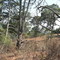 Arboles en camino al Calaque