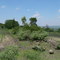 Metepantli fields on Cerro Aranda
