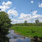 Kittson County Swallows