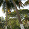 rancho palma sola
