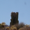 Nido de Aguila en Sahuaro