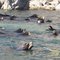 LOBOS MARINOS
