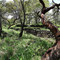 Zona Arqueológica "El Malpais", seccion Iglesias