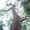 Ex Arbol en EXHacienda los Limones, La Cholula