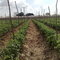 tomate ca