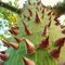 ARBOL DE CEIBA CON ESPINAS