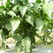 Planta de Chile