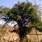 Un Corongoro, Arbol Nativo de Tierra Caliente